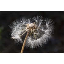 Szabaduljon meg az allergiától 