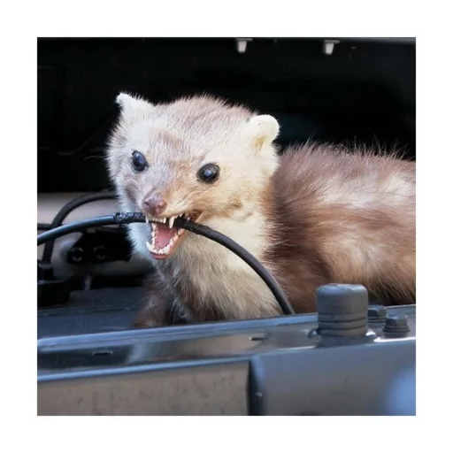 Isotronic 55645 nyestriasztó