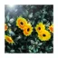 Garden_of_Eden_11762B_szolar_virag_fenyfuzer-i1025445
