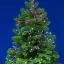 Home by Somogyi LEDS120V-C iSparkle microLED-es cluster fényfüzér, SMART, RGB, 120 LED, IP44